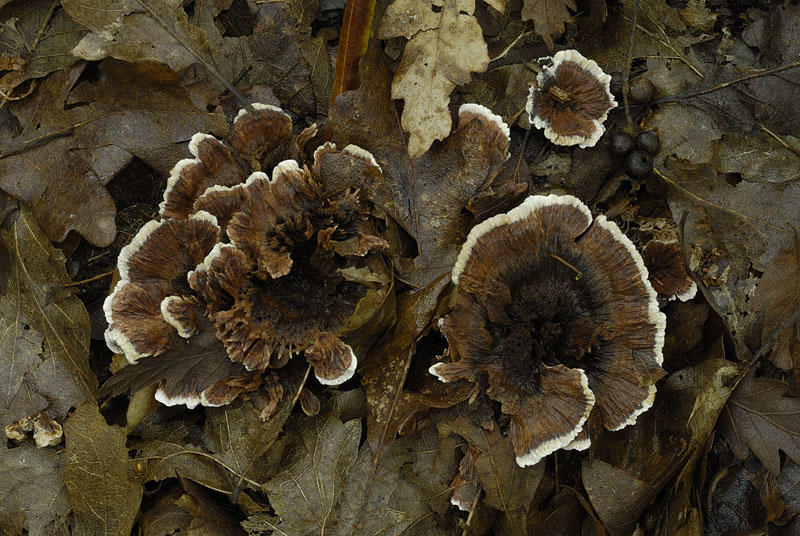 Hydnellum concrescens